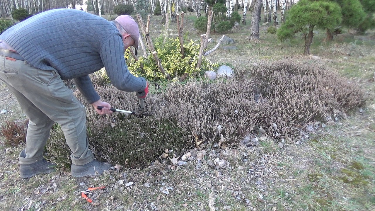 Jak przyciąć wrzosy?