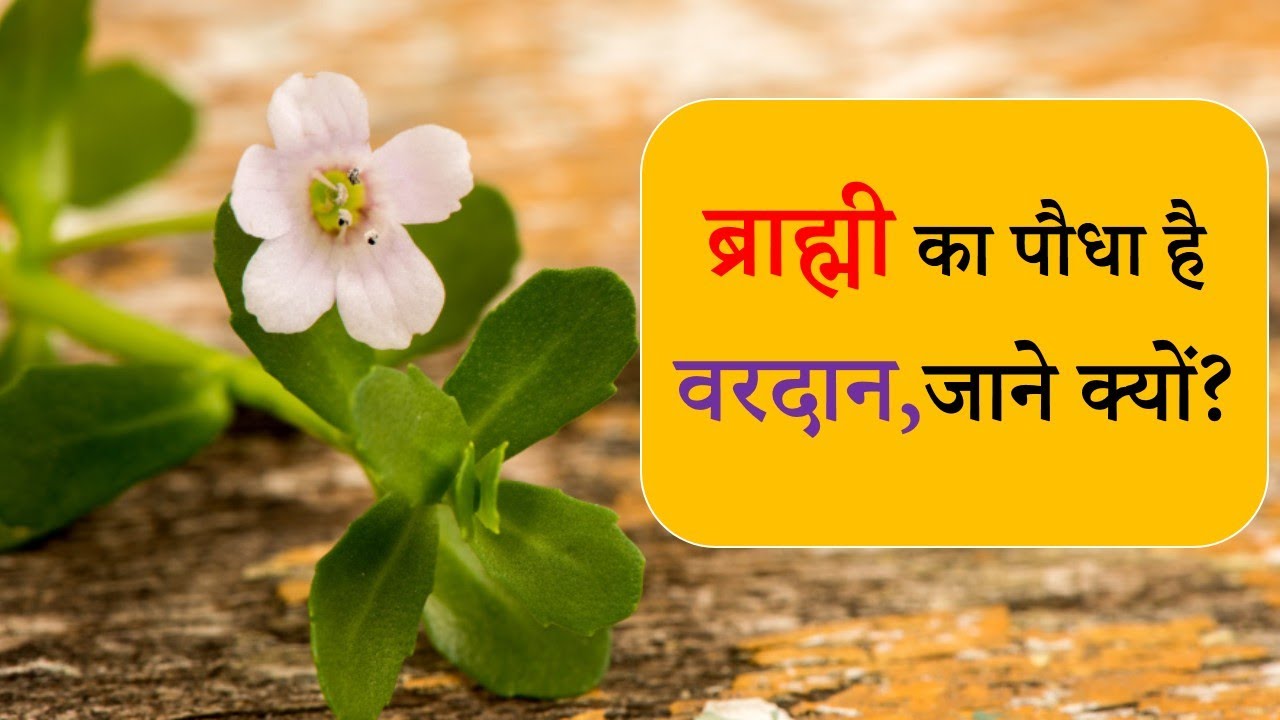 ब्राह्मी के फायदे | Health Benefits of Brahmi | पूरी जानकारी हिंदी में