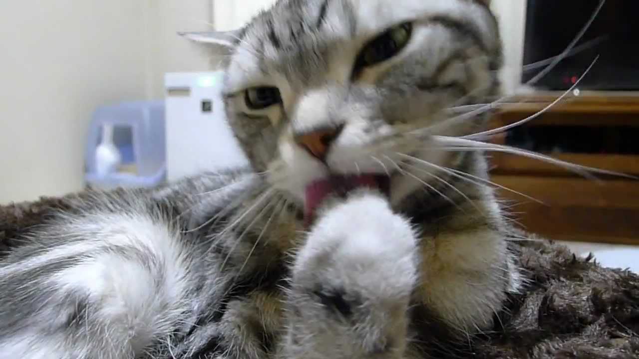 猫の洗顔&前足のお手入れ