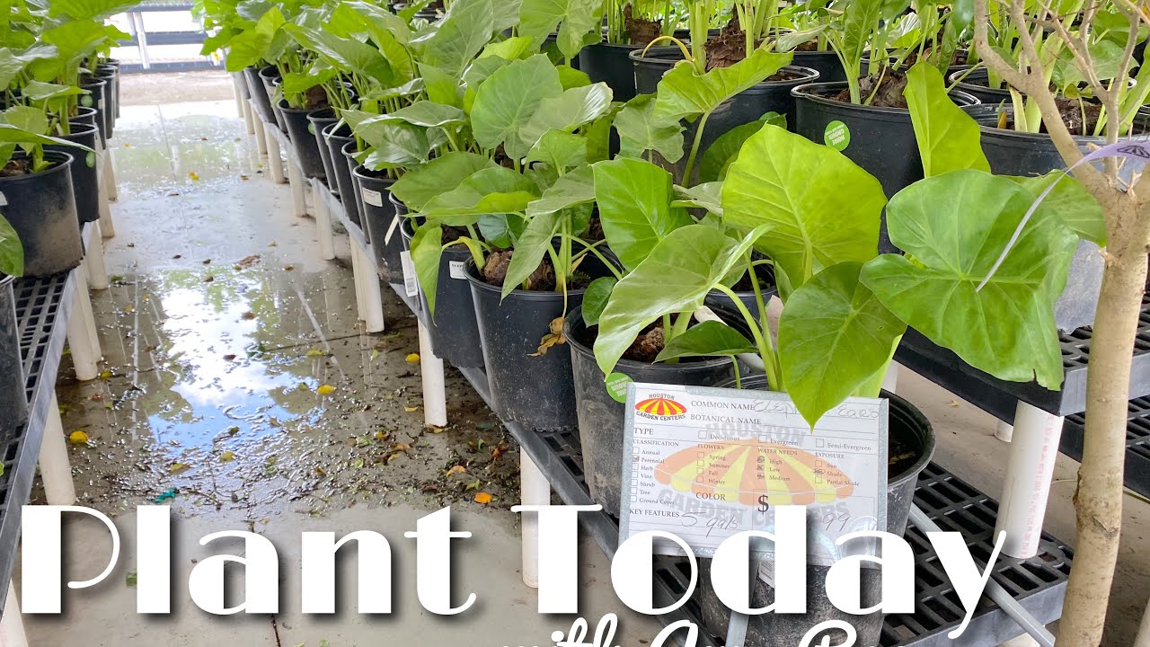 Plant shopping 🪴🛍 How I feel about overpriced plants 🌱 How to shop smart🎍