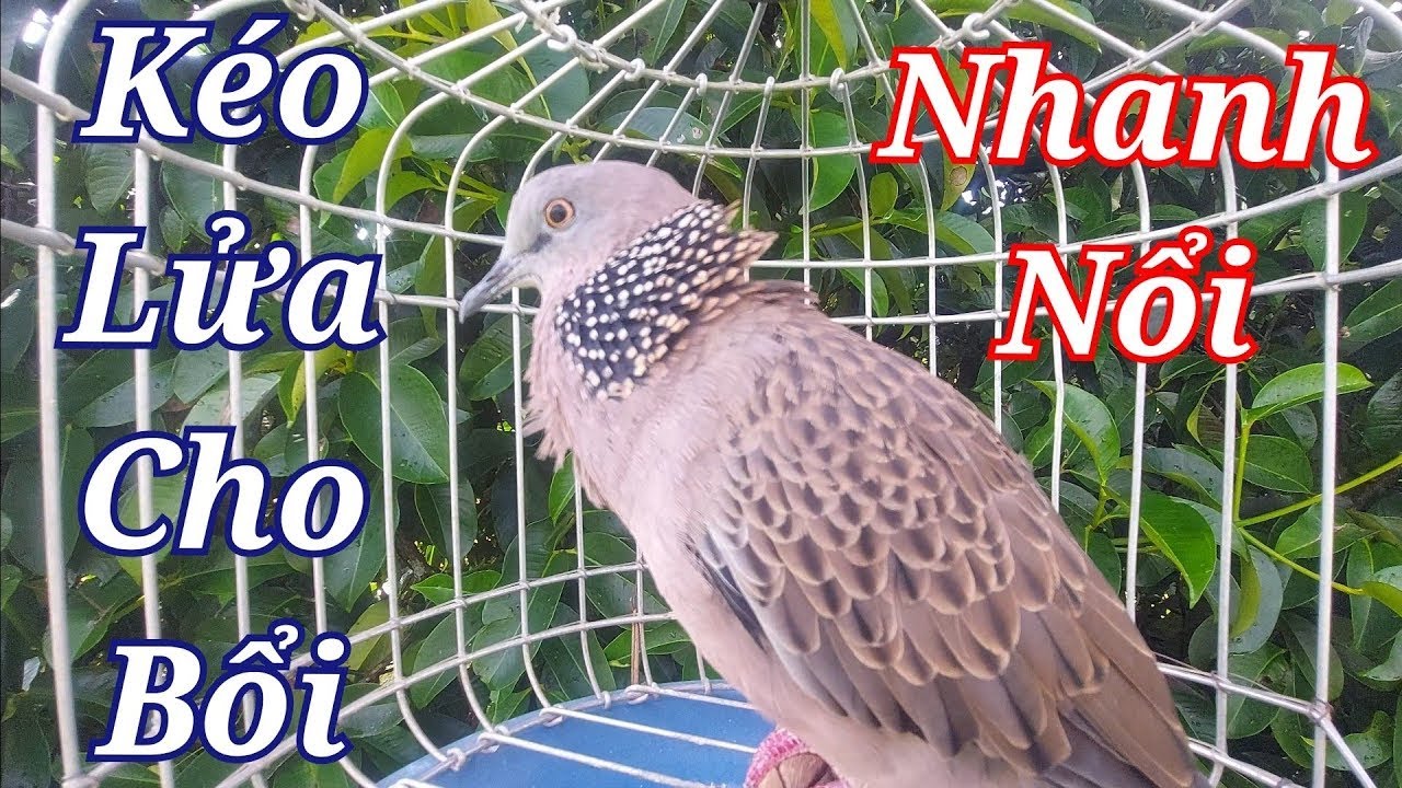Cu gáy kích bổi - tiếng cu gáy giọng chuẩn vang Thúc Gọi kích bổi chưa nổi bổi yếu lửa mau nổi _069