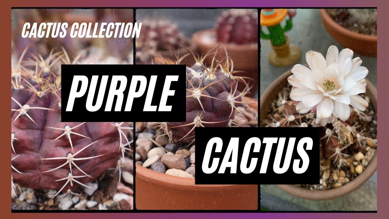 Коллекция фиолетовых кактусов / #cactus