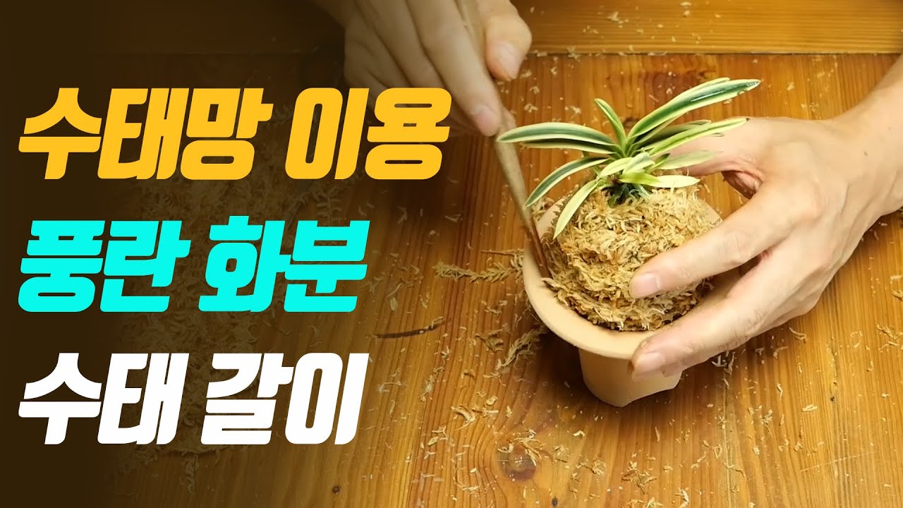 풍란 수태망 이용 분갈이, 受胎網を利用した植木鉢替え