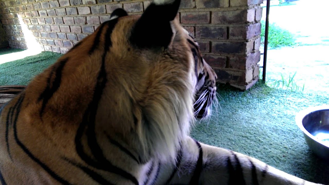 No flies allowed on the tigers !