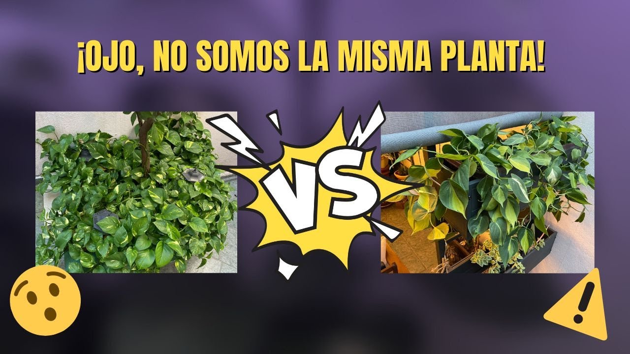 ¡¡Potos VS Filodendro Brasil!!