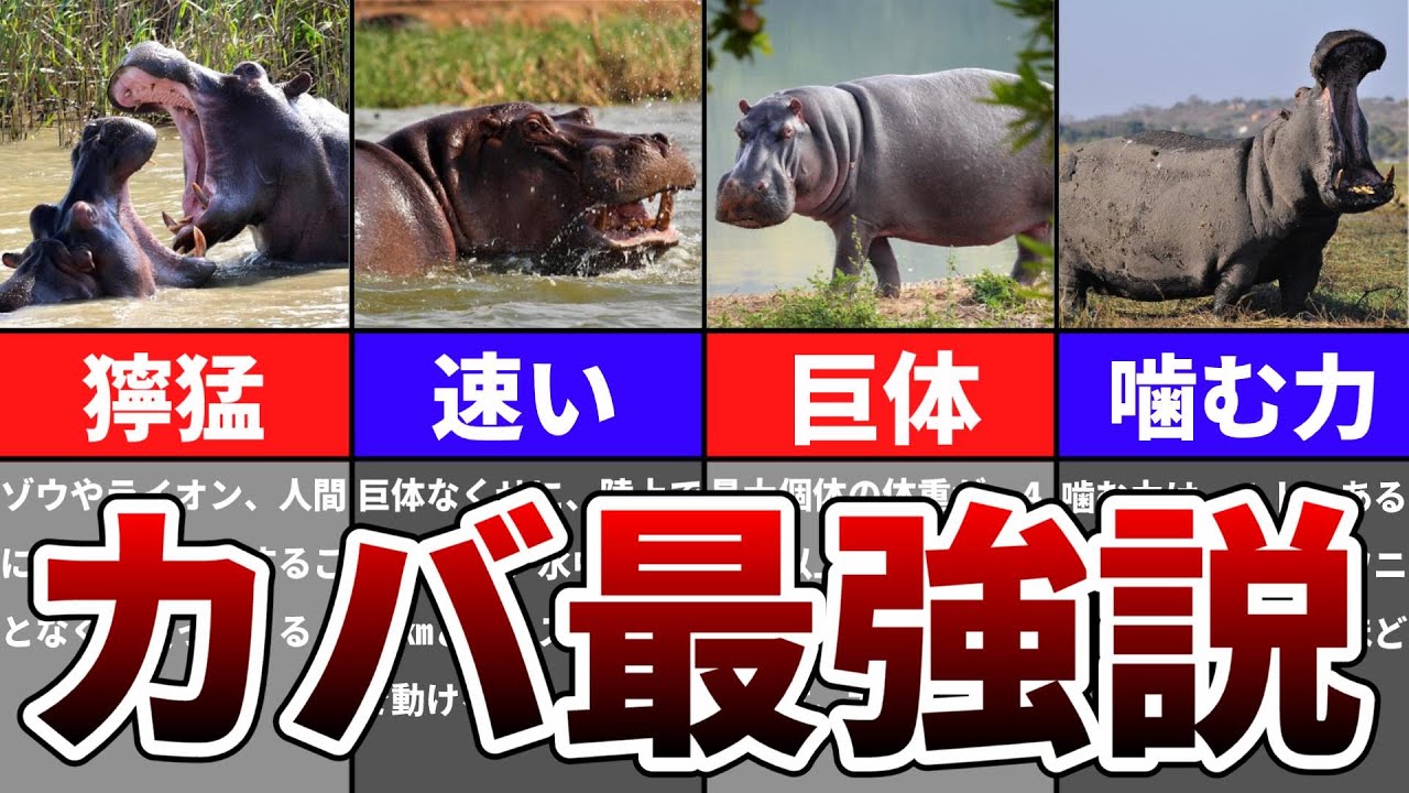 【ゆっくり】危険すぎるカバの能力とは？