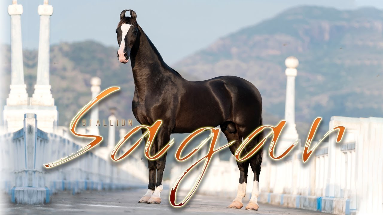 MARWARI HORSE II STALLION SAGAR II MANN HORSE PHOTOGRAPHY