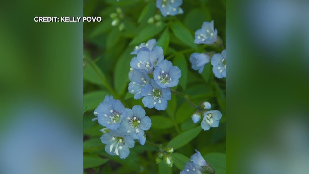 New Book Helps You Discover Minnesota&rsquo;s Native Wildflowers