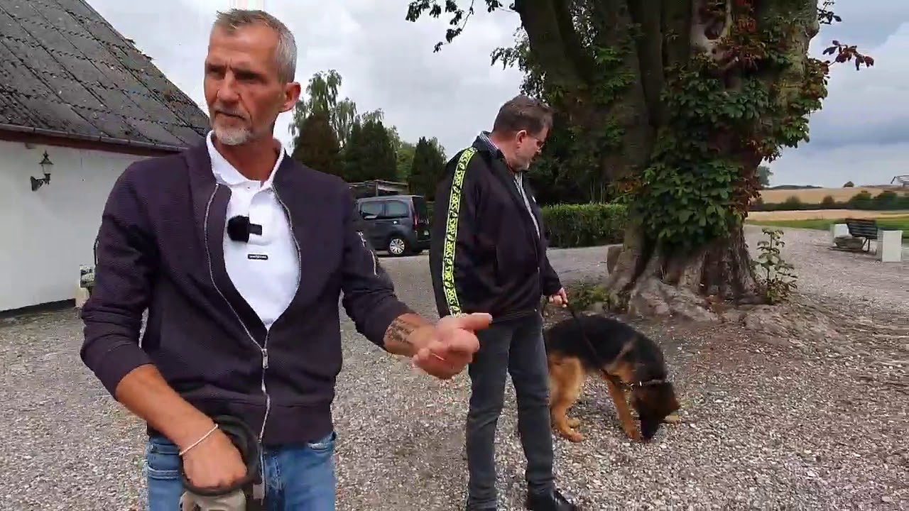 ARTHUR -  NERVØS SCHÆFER, GØR AF MENNESKER OG LAVER UDFALD MOD HUNDE I onlinehund.dk 🐾