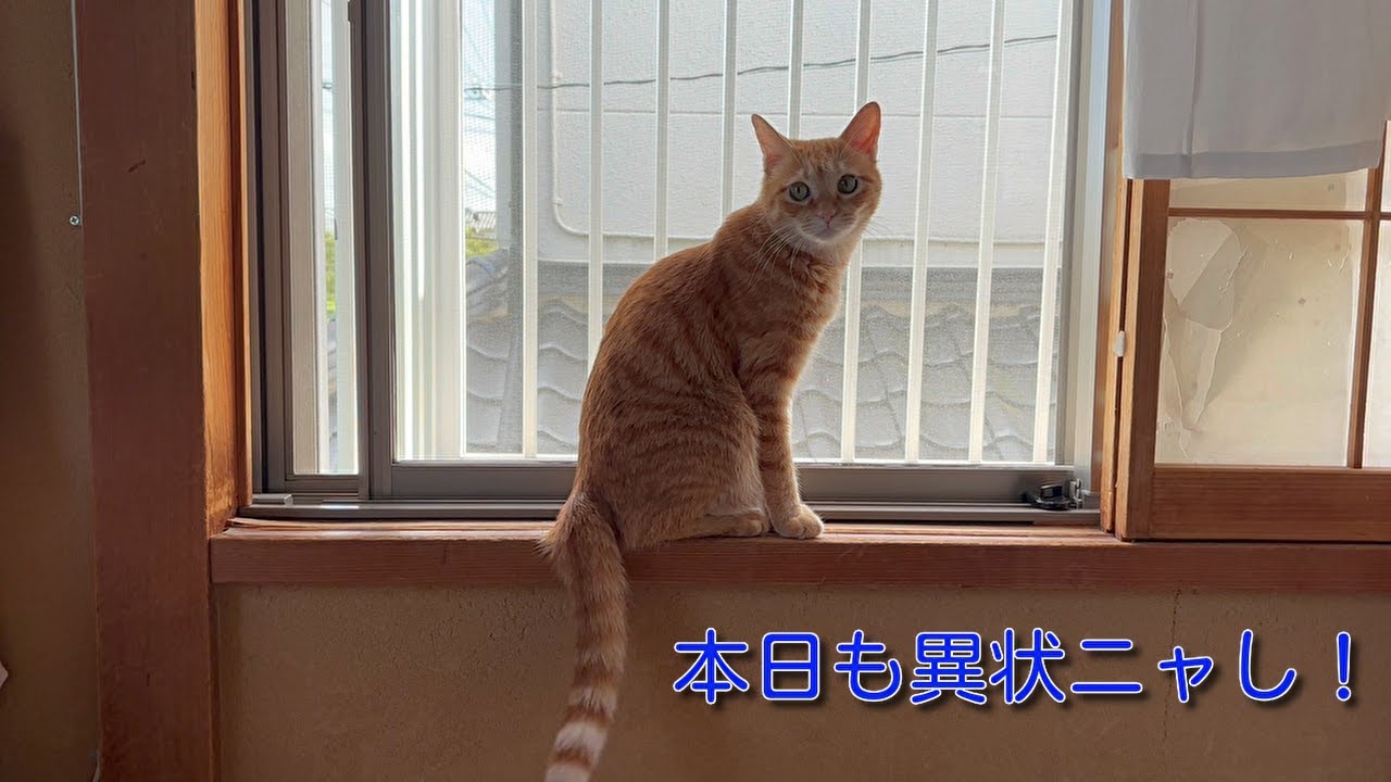 【茶トラ】本日も異常ニャし！何も起こらない平和な日常の動画ですNo abnormalities today