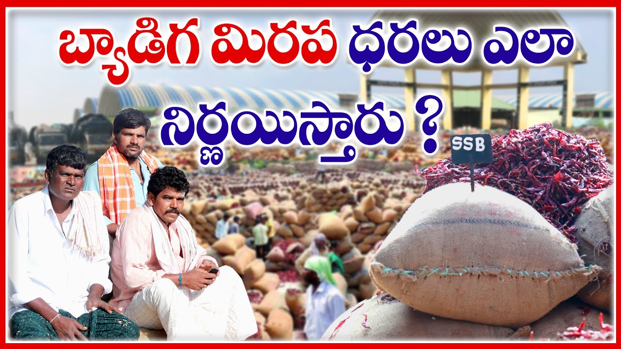 బ్యాడిగి మిరప ధరలు ఎలా నిర్ణయిస్తారు..? - మోహన్ ట్రేడర్స్ ఆదోని #chilli  #todaymarketnews #viral