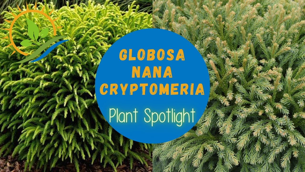 Globosa Nana Cryptomeria | Plant Spotlight