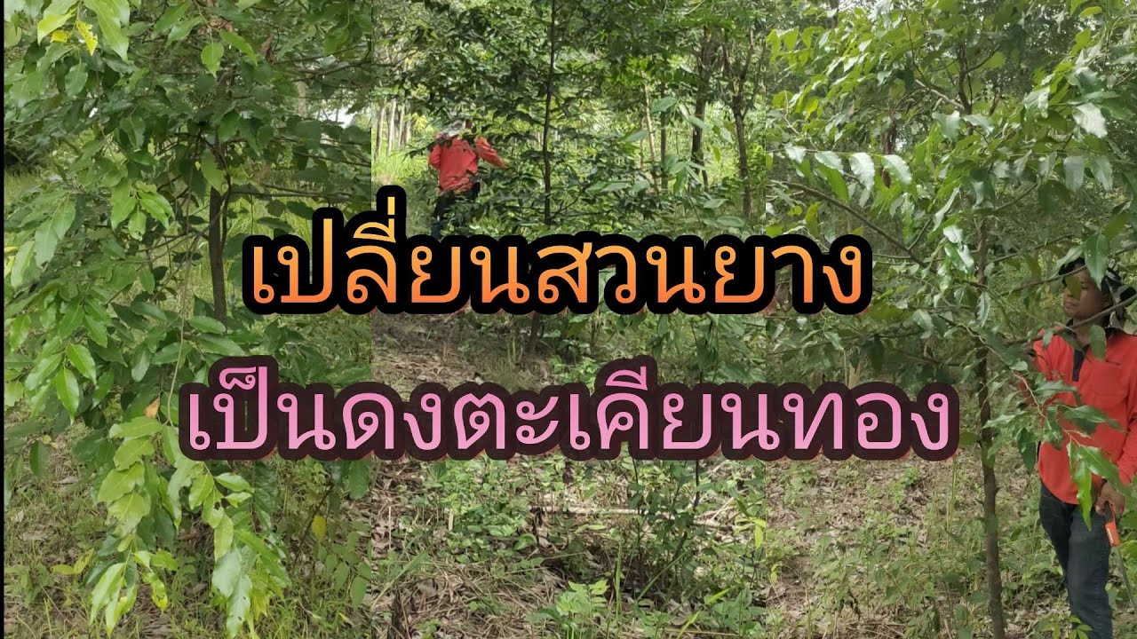 สวนยาง Ep.38ปลูกตะเคียนทองร่องกลางในสวนยาง / มิย 2566