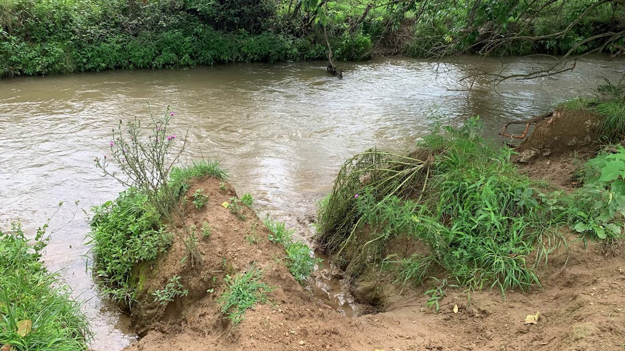 How to Successfully Fence Cattle Out of a Stream and Create a Forested Buffer