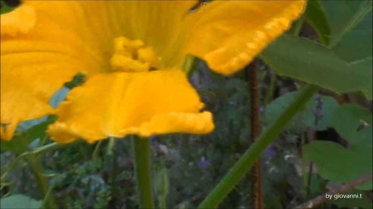 Impollinazione manuale della zucca
