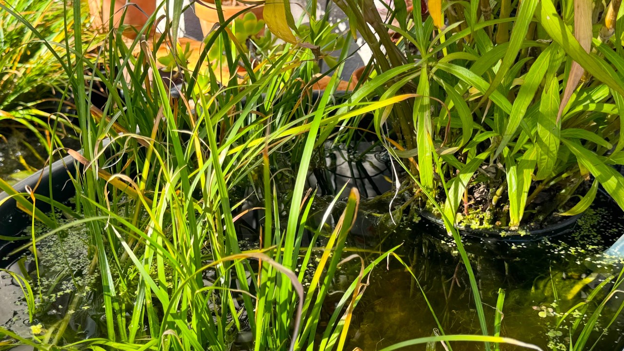 Why My DIY Bog Filter Clogged