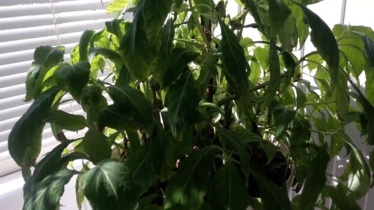 Сальвиа Дивинорум ( Salvia Divinorum ) Шалфей Предсказателей