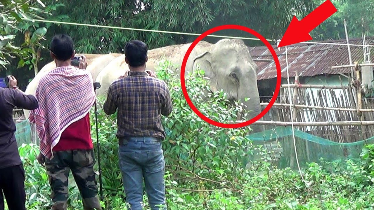 Elephant corridor of Assam Golaghat,  Village Wild elephants.