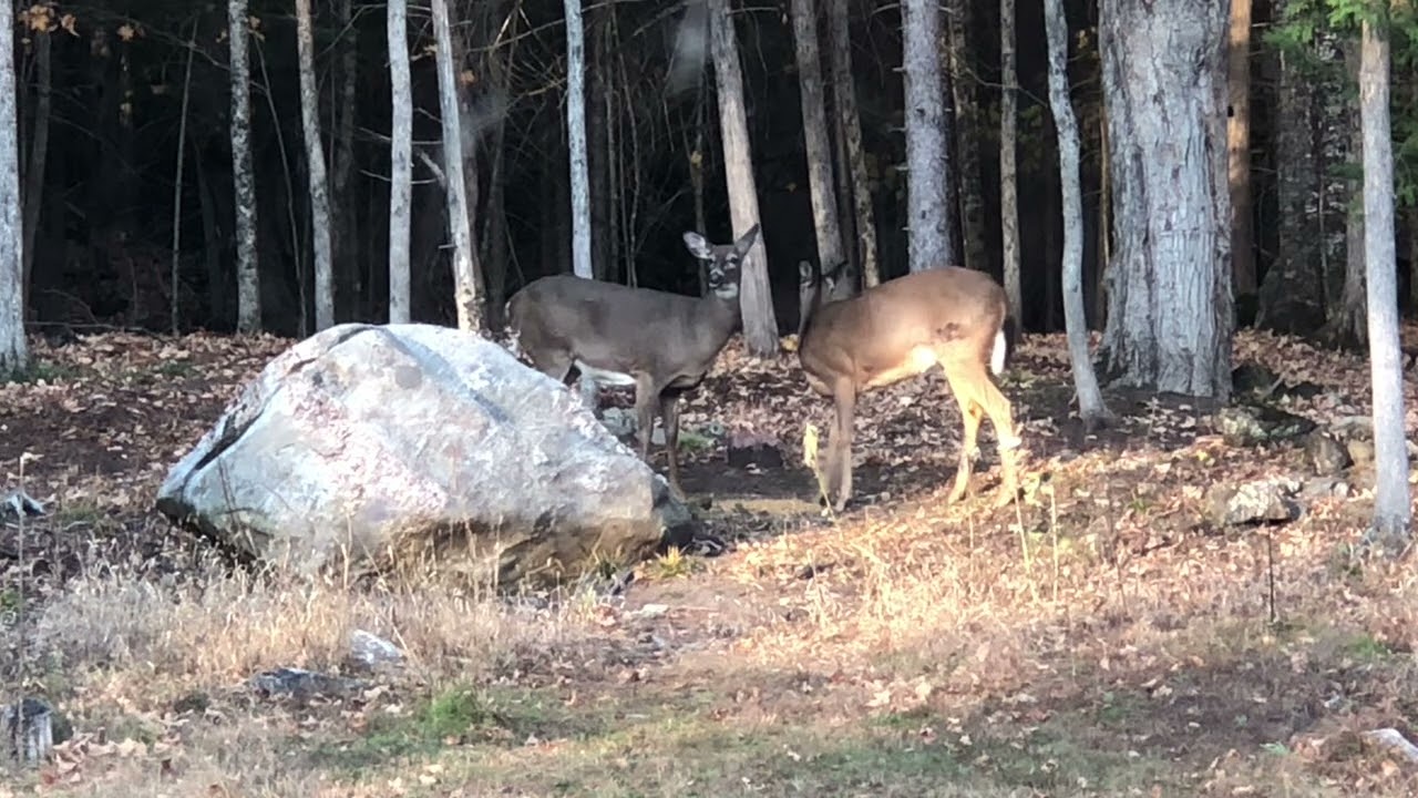Deer having dinner on a sunny Saturday afternoon in October.