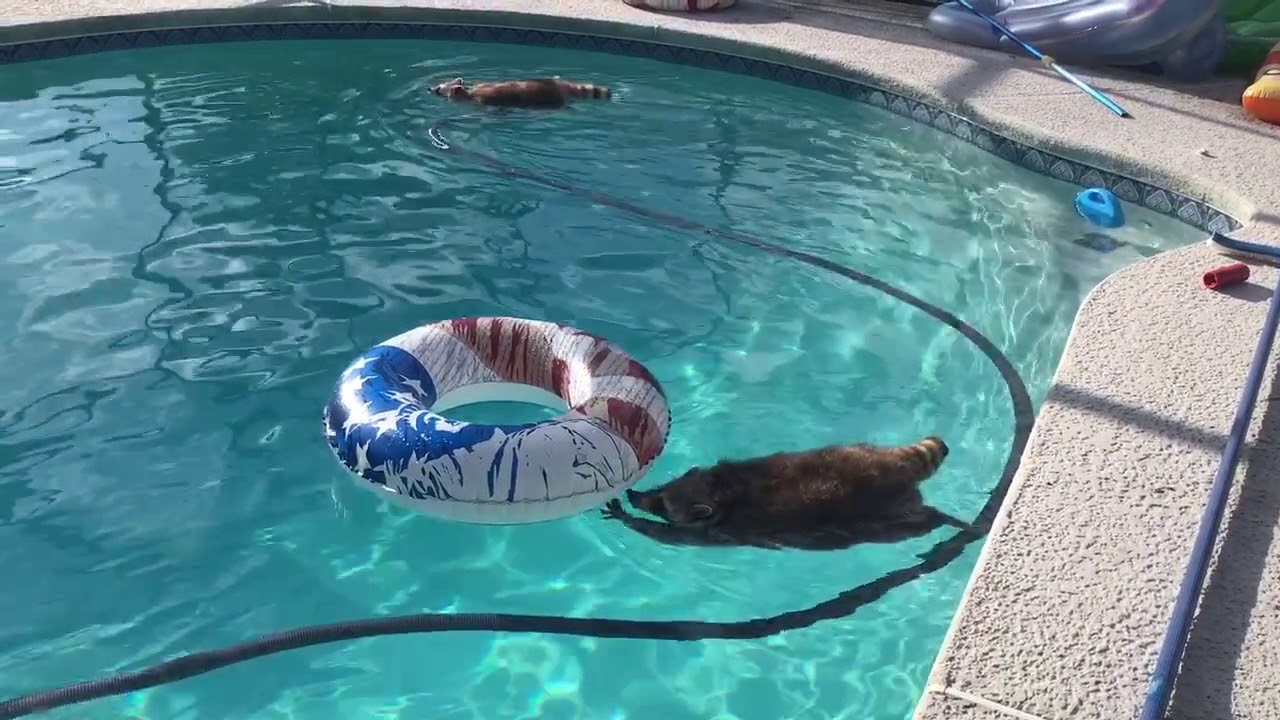 Better than swimming with the dolphins; swimming with the raccoons!