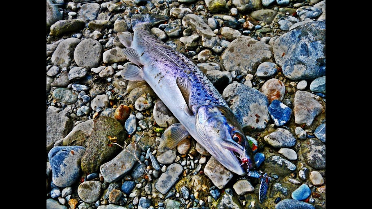 Pesca en la Patagonia, fishing rio San Juan near Punta Arenas Chile for brown trout