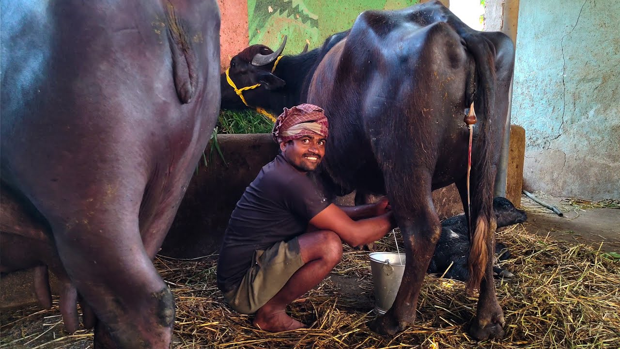 Buffalo Milking First Time After Giving Birth To Calf - Milking By Hand