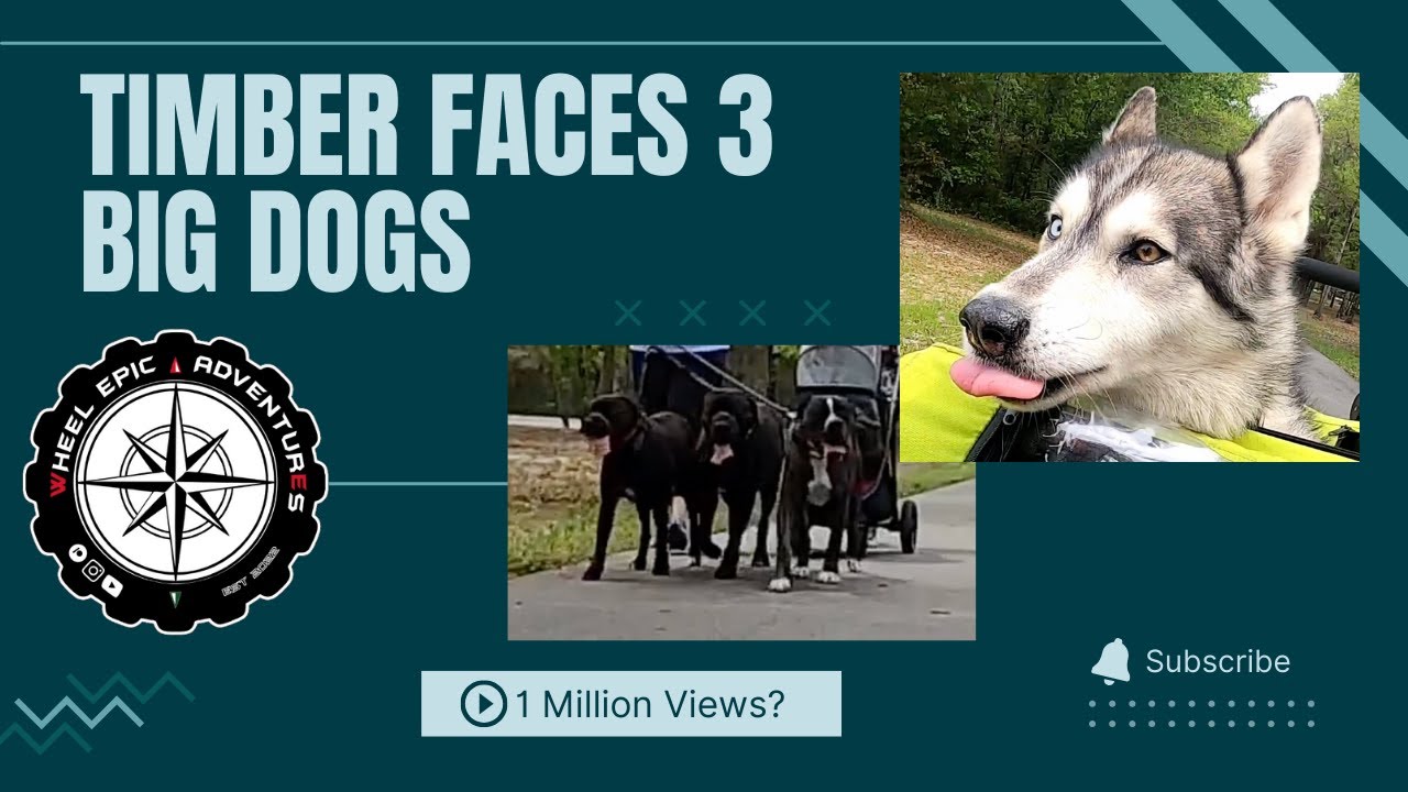 Timber Faces 3 BIG Dogs #husky