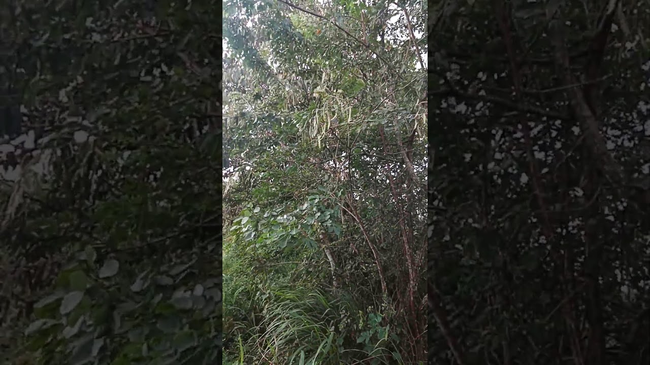 apreciando a natureza