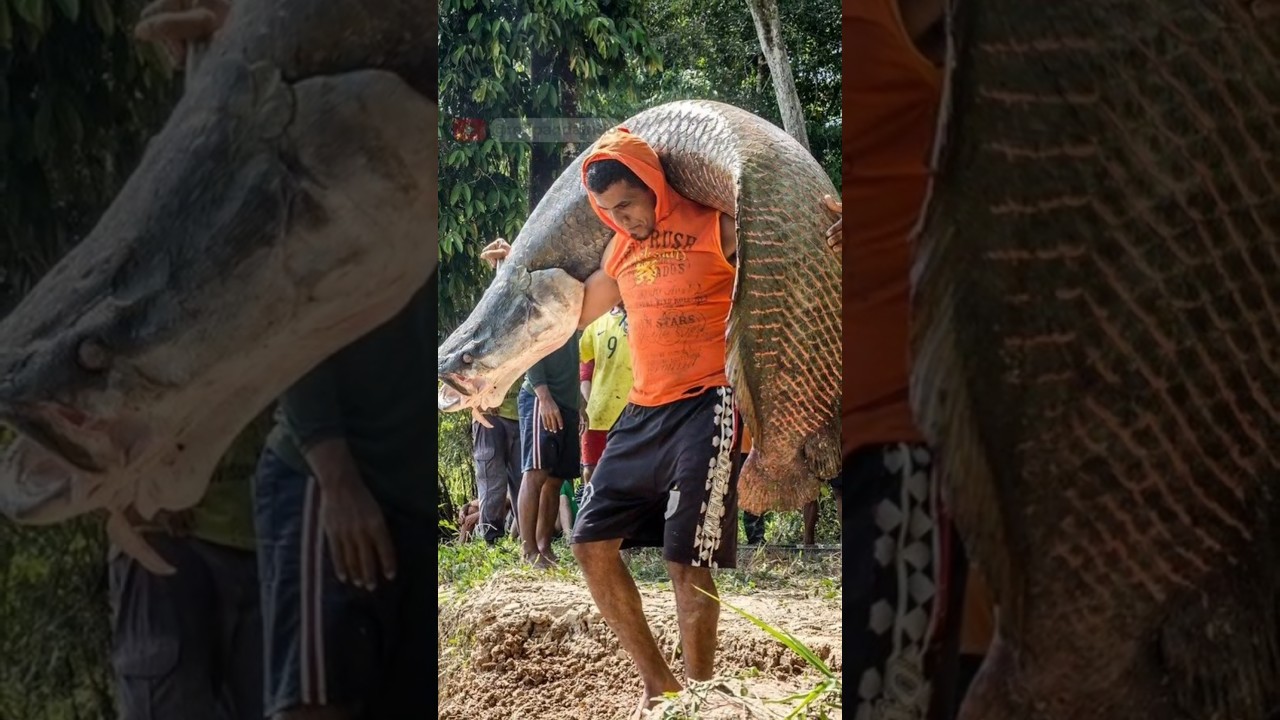 IKAN ARAPAIMA SUNGAI AMAZON