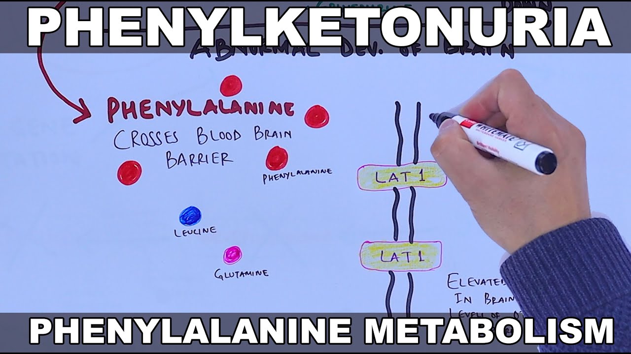 Phenylketonuria  and its metabolism