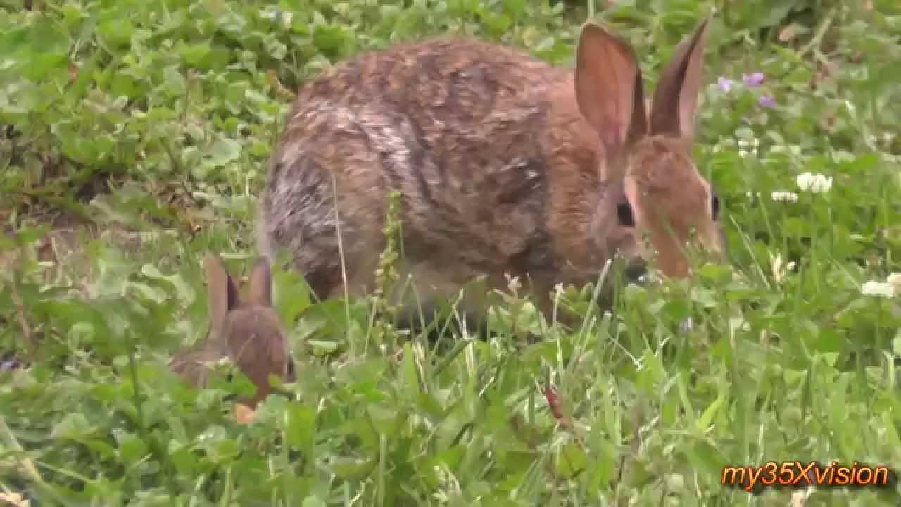 Little Bunny and his Mom in my Garden ~ Cute Cottontail rabbit family :)