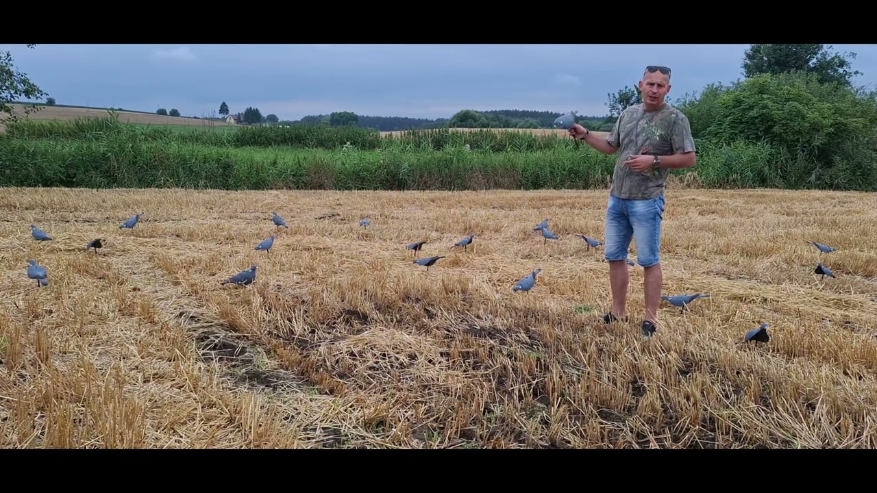 LIVE&HUNT TV Polowanie na grzywacze.Hunting for pigeons.#hunting #pigeons #hunting#polowanie 