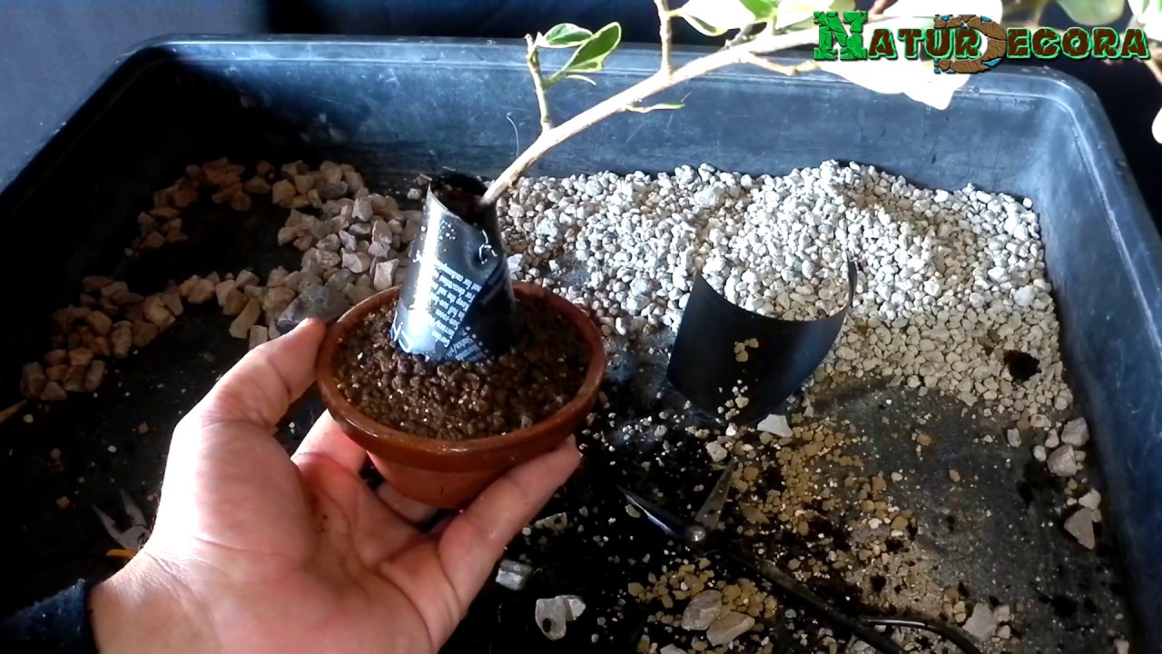 Cómo se hace un bonsái Estilo Neagari o raices expuestas tamaño mame