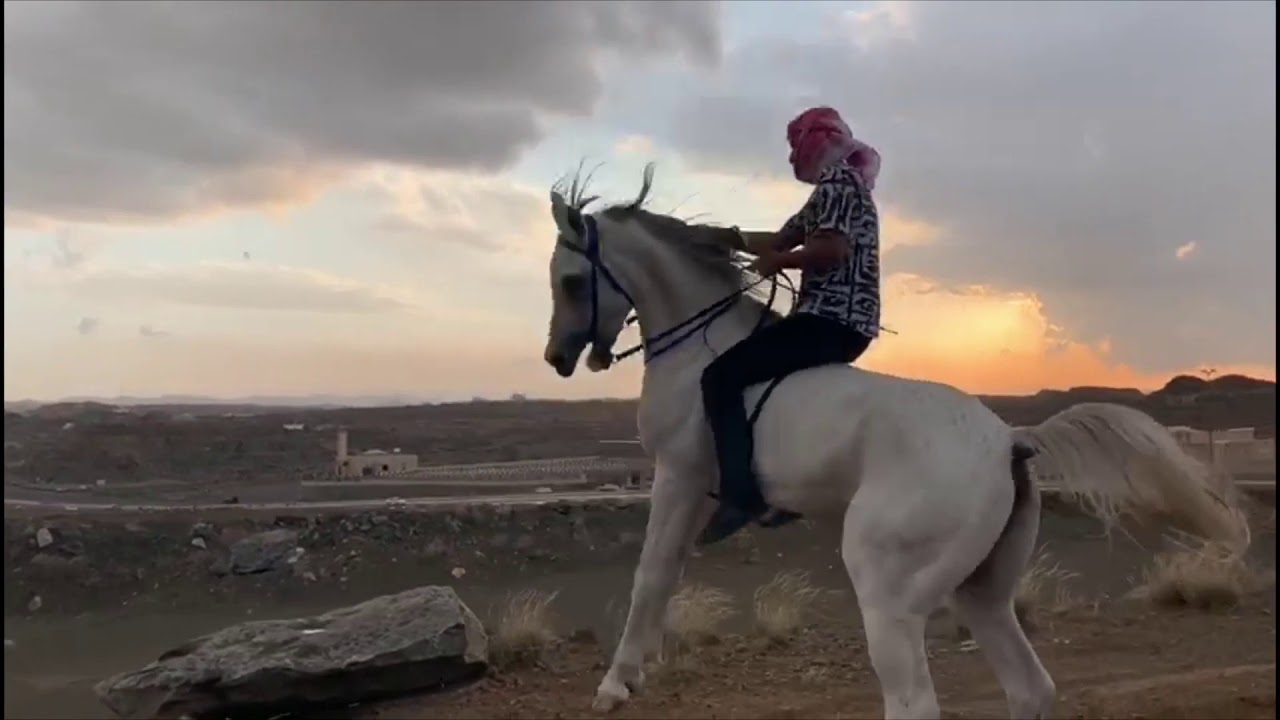 اكشن. خيال كفو .الخيل من خيالها. انا وحصاني جساار اكشن في اكشن 🔥👏🏻