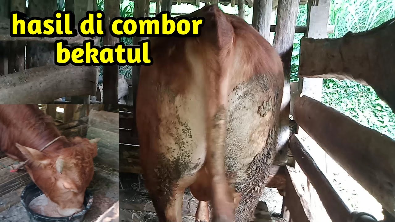 comboran sapi cuma pakai dedak bekatul‼️apa bisa gemuk