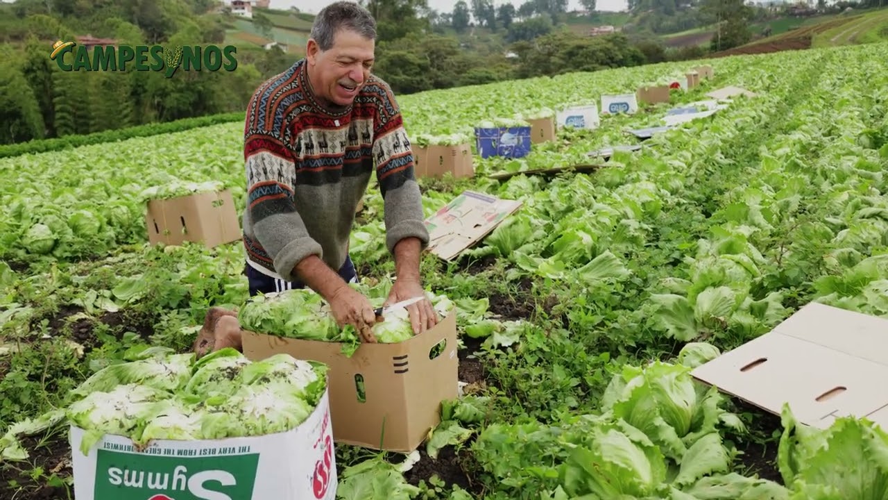 La lechuga: cultivo tradicional del oriente antioqueño. - TvAgro por Juan Gonzalo Angel
