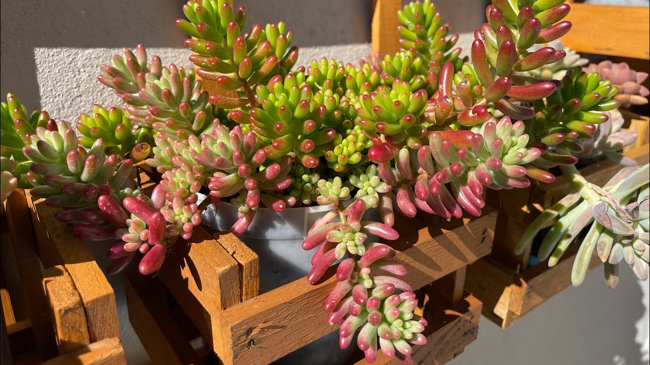 2 SUCULENTAS Sedum rubrotinctum Aurora - Saiba como ter um vaso lindo e cheio