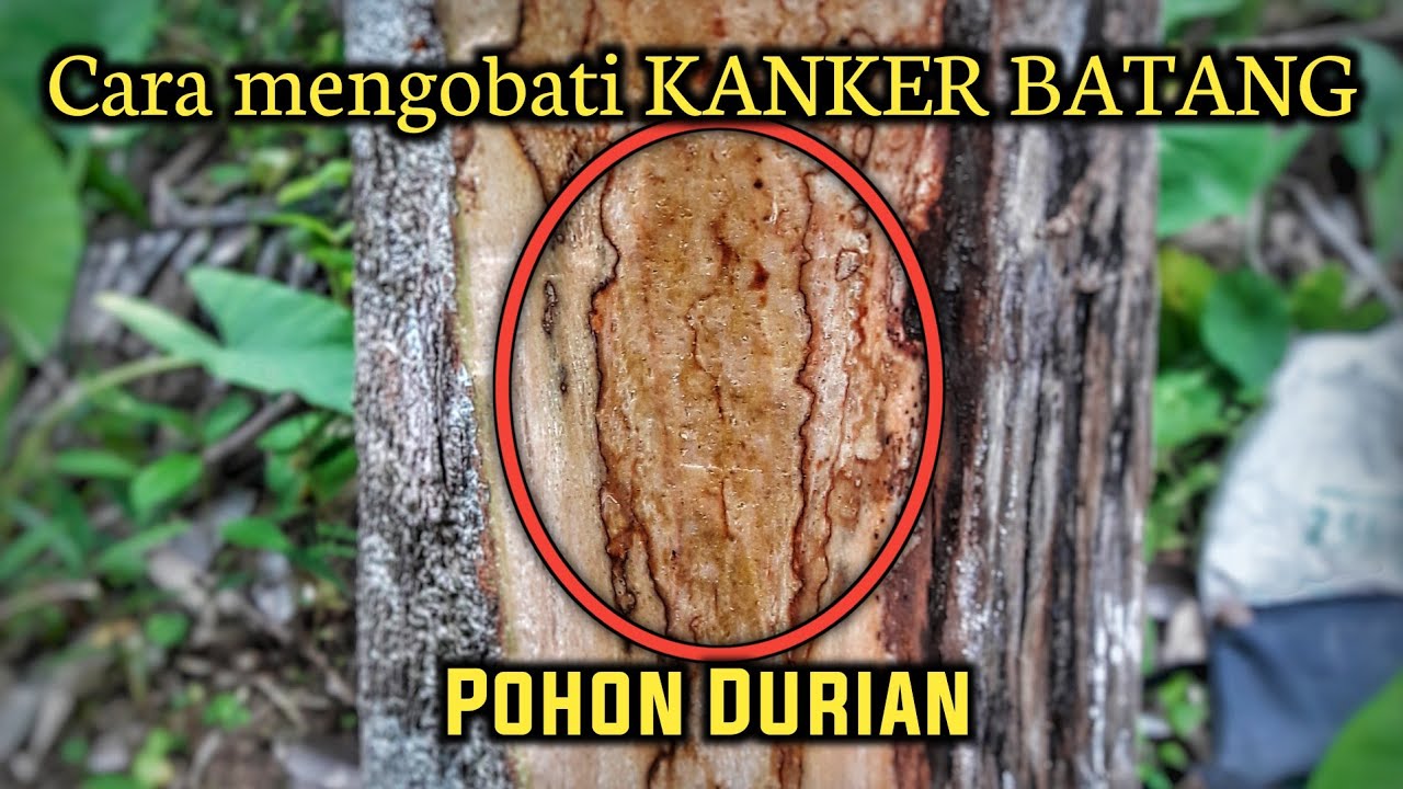 Cara mengobati KANKER BATANG