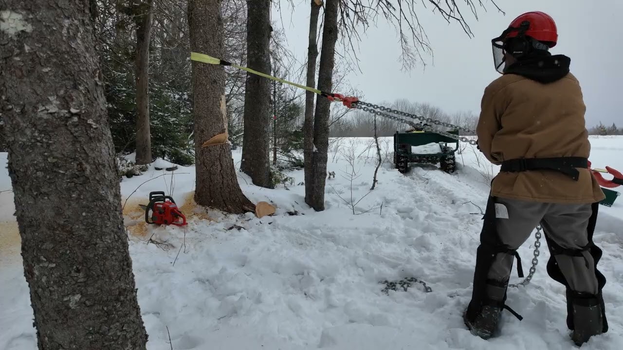 Using a chain hoist to force a tree to fall the right way.