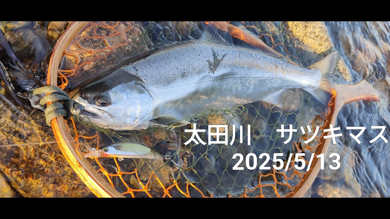 太田川　サツキマス　2025/5/13