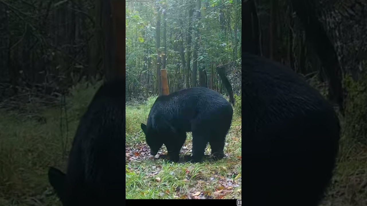 Great Cellular Trail Camera Footage of a Black Bear #wildlife #tactacam #hunting