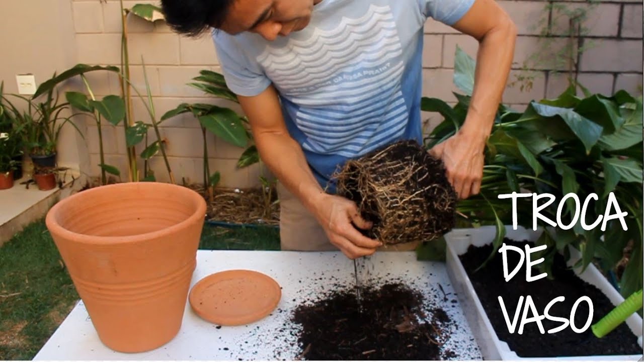 Aprenda a TROCAR de VASO a sua planta, sem dificuldades.