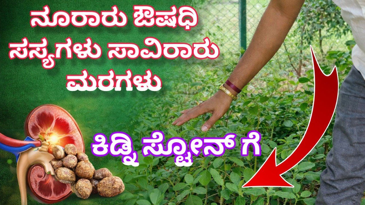 ನೂರಾರು ಆಯುರ್ವೇದ ಔಷಧಿ ಸಸ್ಯಗಳ ಬೆಳೆಸುವ ಕನಸು ನನಸಾಗಿದೆ, ಶ್ರೀನಿವಾಸ್ ಪುಣ್ಯಕೋಟಿಯವರ 10 ಸಾವಿರ ಮರಗಳ ಬೆಳೆದು ನಿಂತ