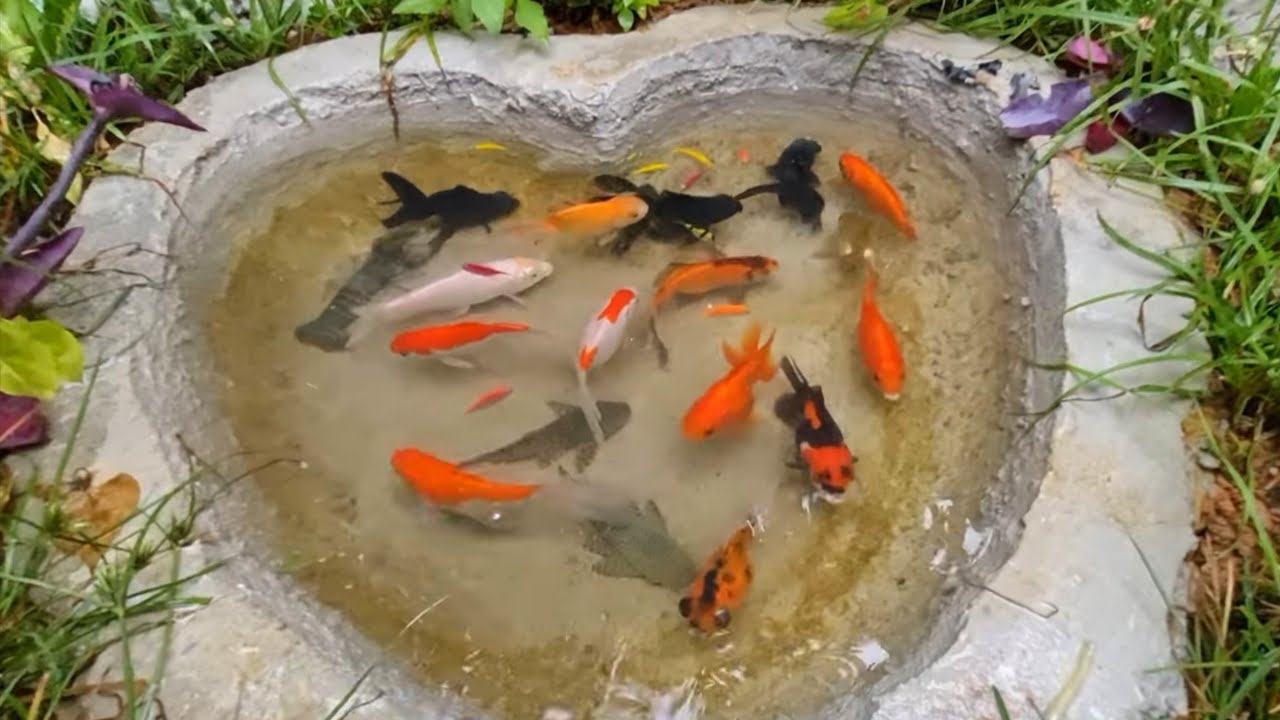 Tangkap Ikan Lele Dalam Kolam, Koi, Ikan Komet, Ikan Mas Koki, Kura-kura, Udang | Fish Show Ep 24