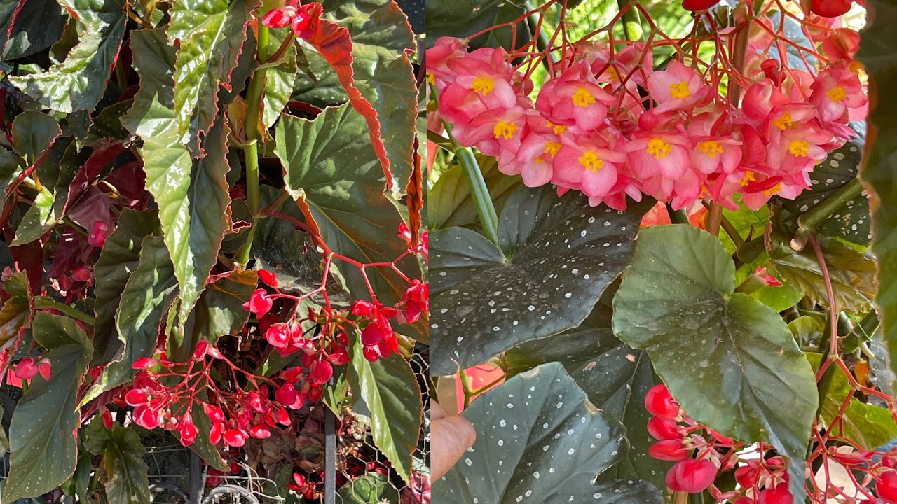 Hermosas Begonias, Alas De Ángel,fertilizante Químico, y Casero Que Les Poner.