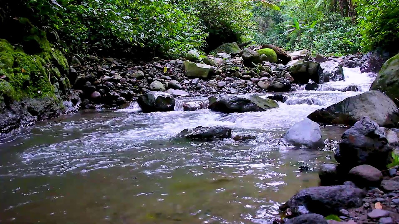 Mountain Stream Water Sounds in Lush Forest | Natural White Noise for Better Sleep