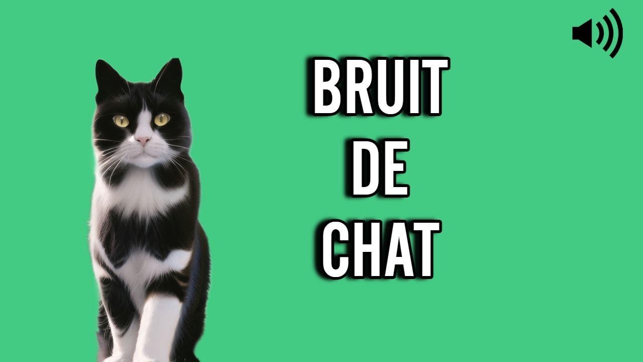 bruit de CHAT 🐱 (miaulement)