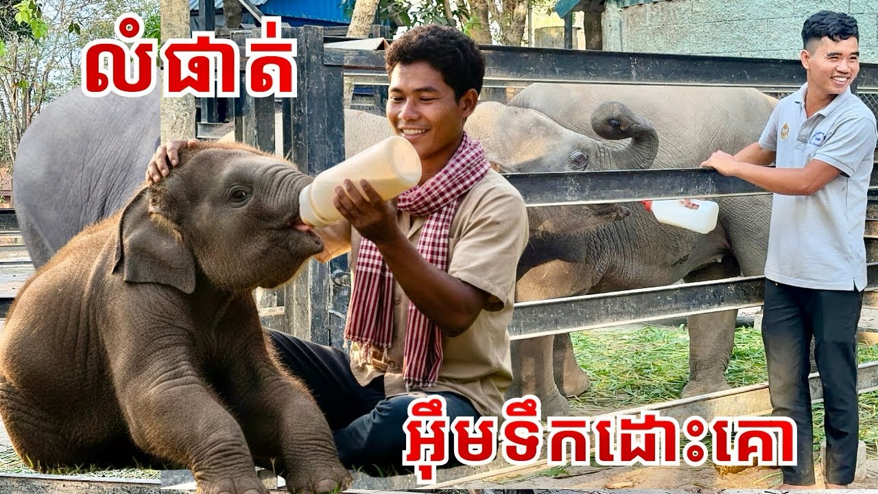 លំផាត់ អ៉ឹមទឹកដោះគោយ៉ាងមានសេចក្តីសុខ 