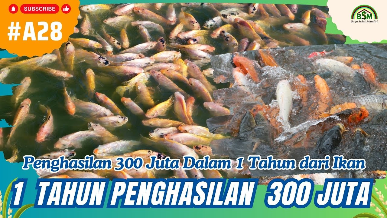 Penghasilan 300 Juta Dalam 1 Tahun dari Ikan