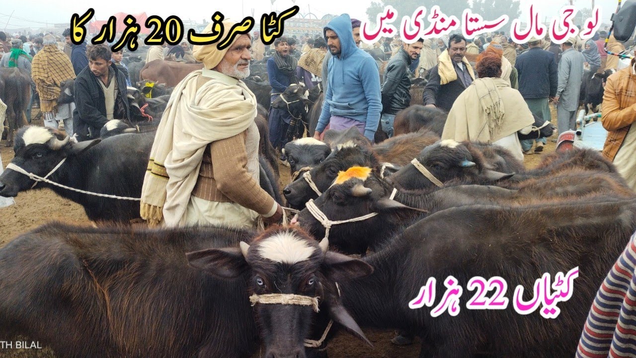 Low Rates Kattay Kattian Low investment Farming 2023 Business Small Farming